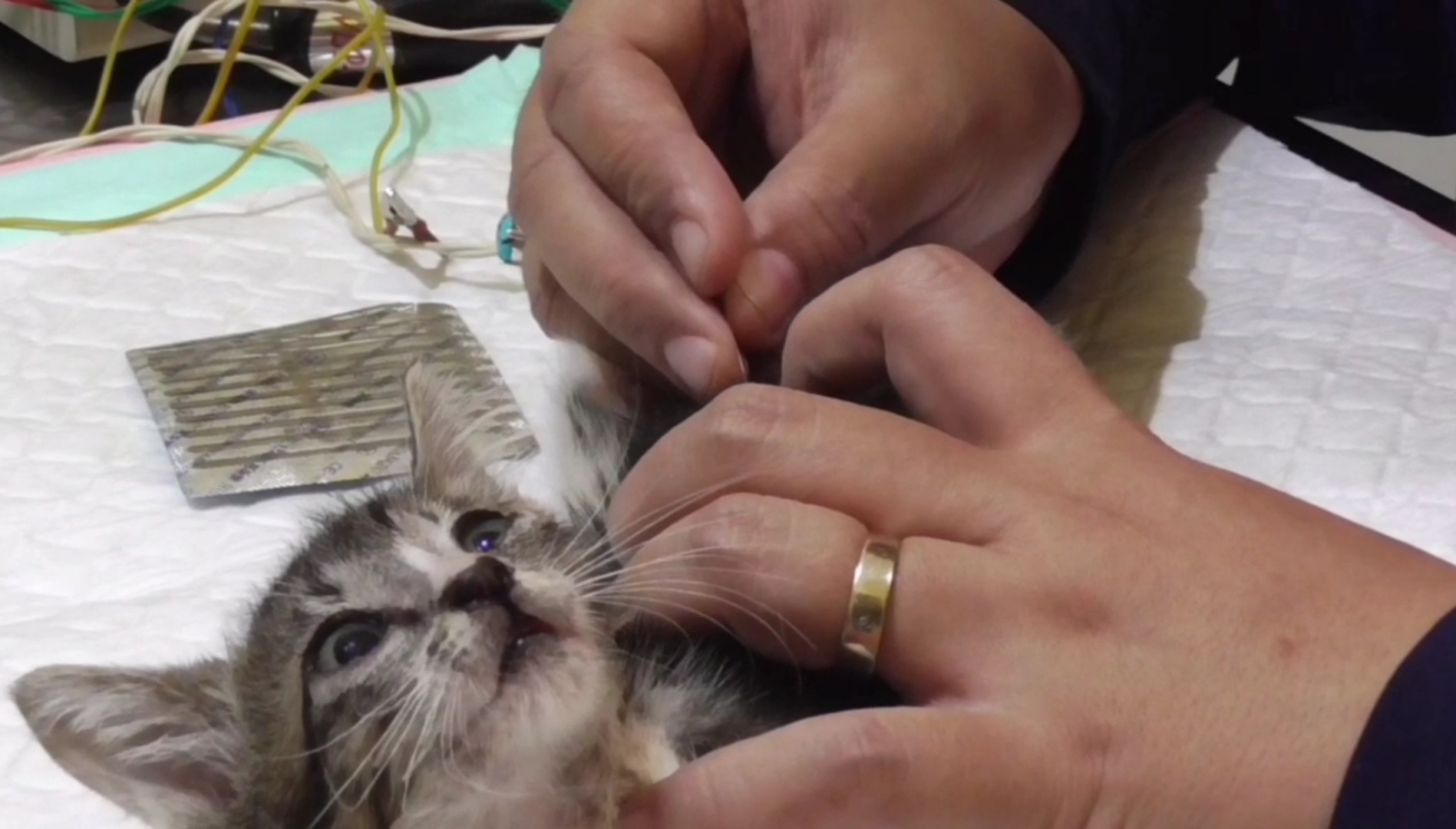 ilustrasi. Flu burung dapat menular ke kucing