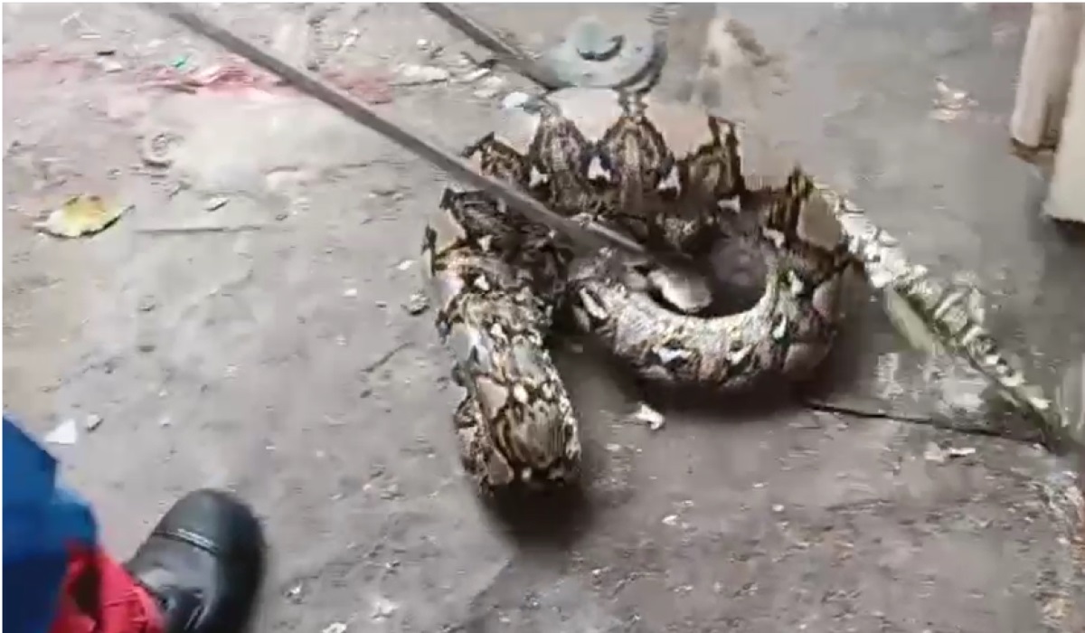 Ular sanca yang ditangkap.