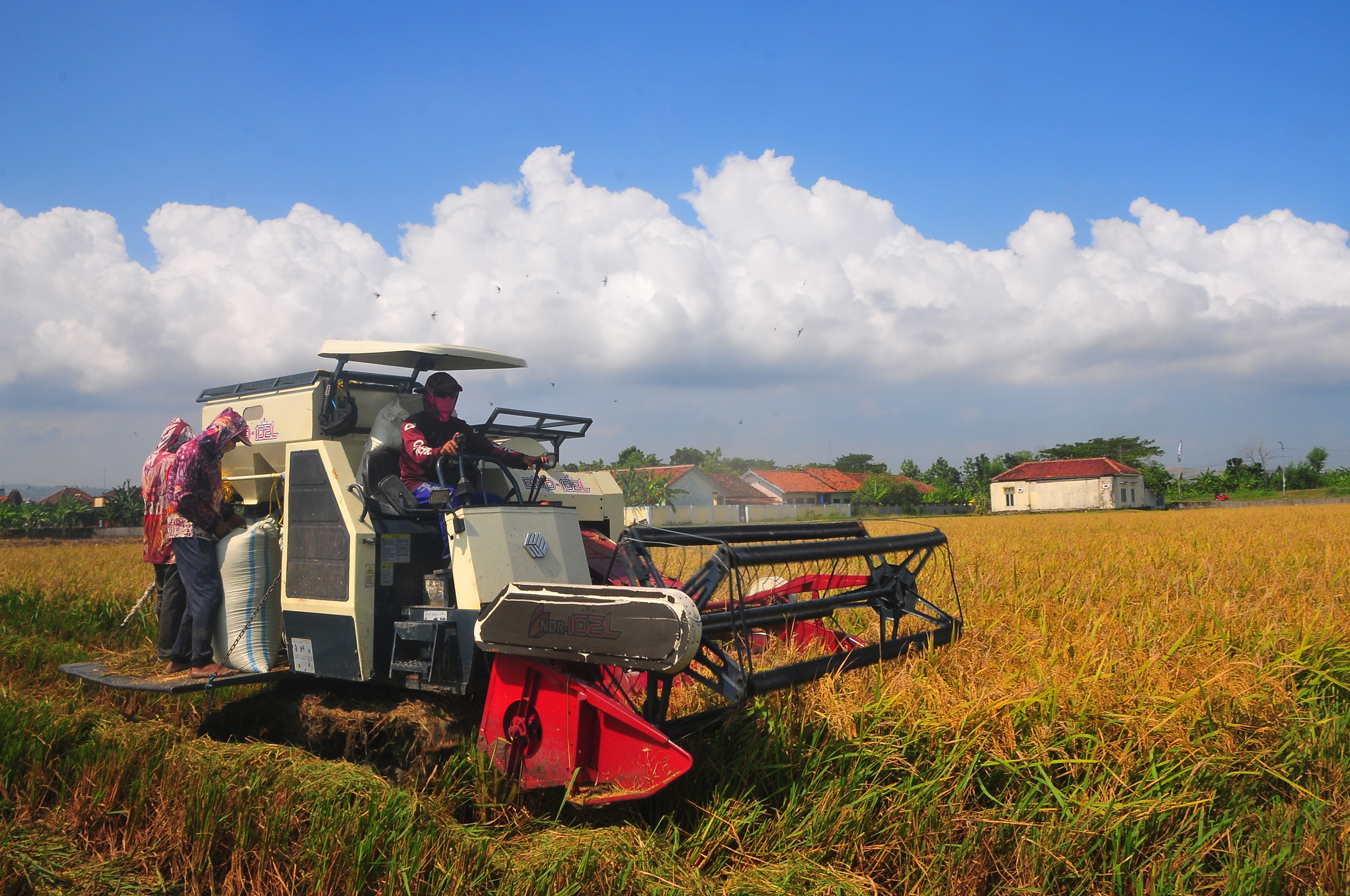 Petani menggunakan mesin saat memanen padi di persawahan Desa Kutuk, Undaan, Kudus