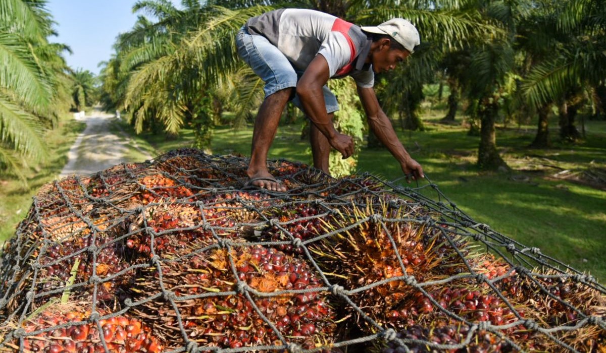 Pekerja menata tandan buah kelapa sawit ke atas truk di Deli Serdang, Sumatera Utara, Rabu (31/1/2024).
