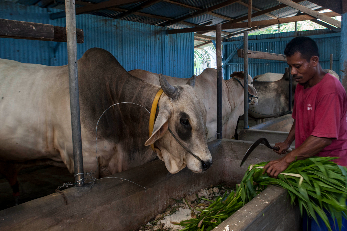 Stok hewan unutk kurban di Sulawsi Tengah dipastikan aman