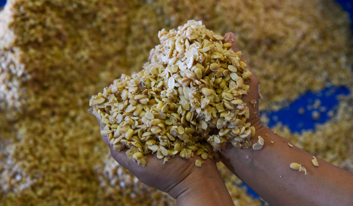 Perajin menunjukkan kedelai untuk bahan baku tempe 