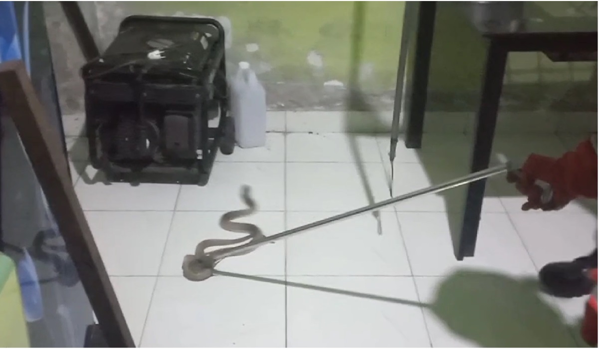 Petugas menangkap ular kobra.