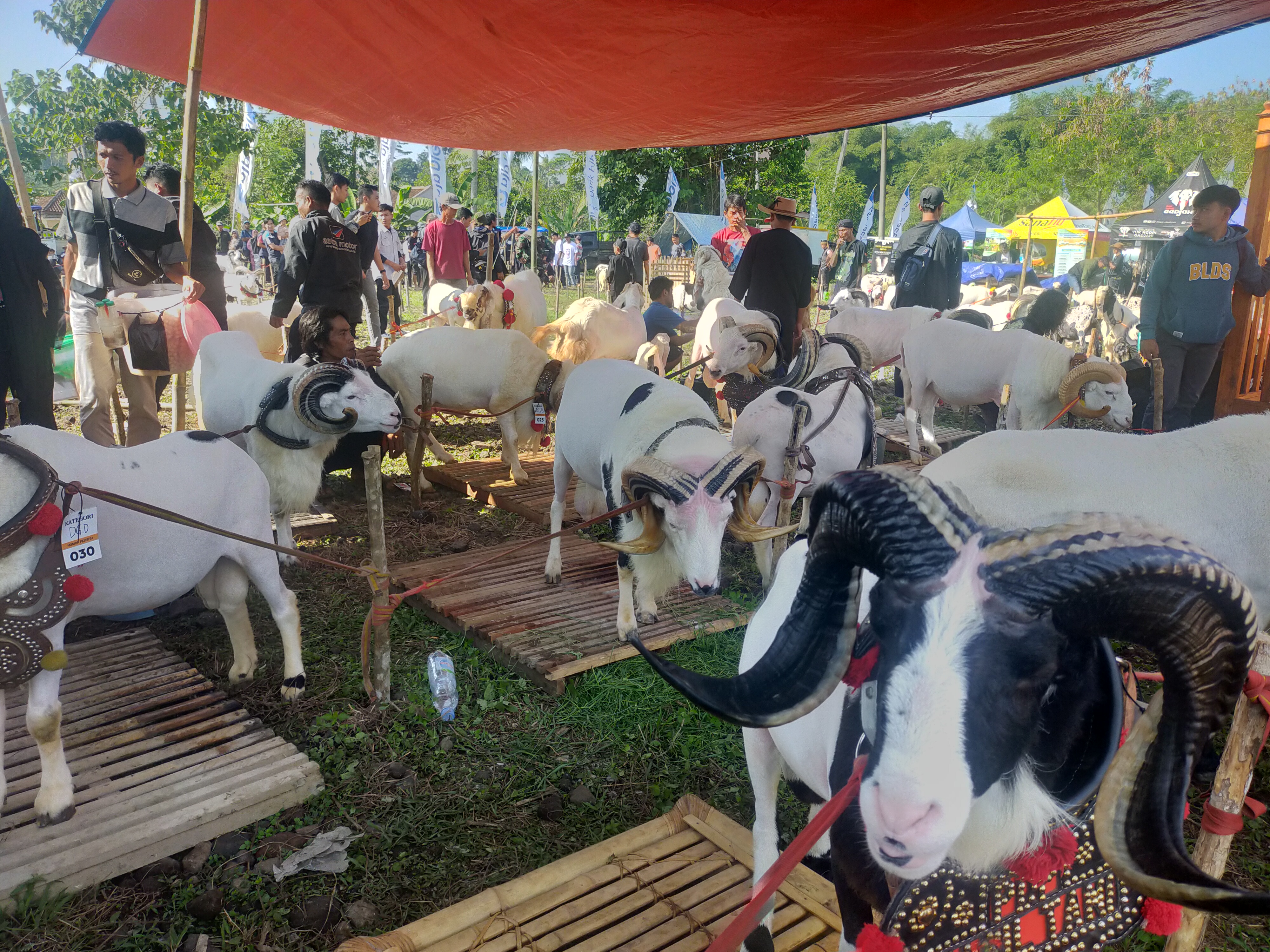 Pesta patok digelar di Kabupaten Tasikmalaya dan diikuti peternak domba dan kambing. 