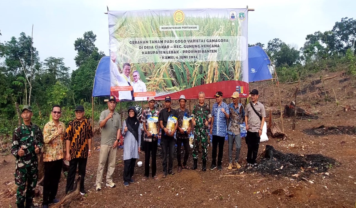 Kegiatan penanaman benih padi di Kabupaten Lebak.