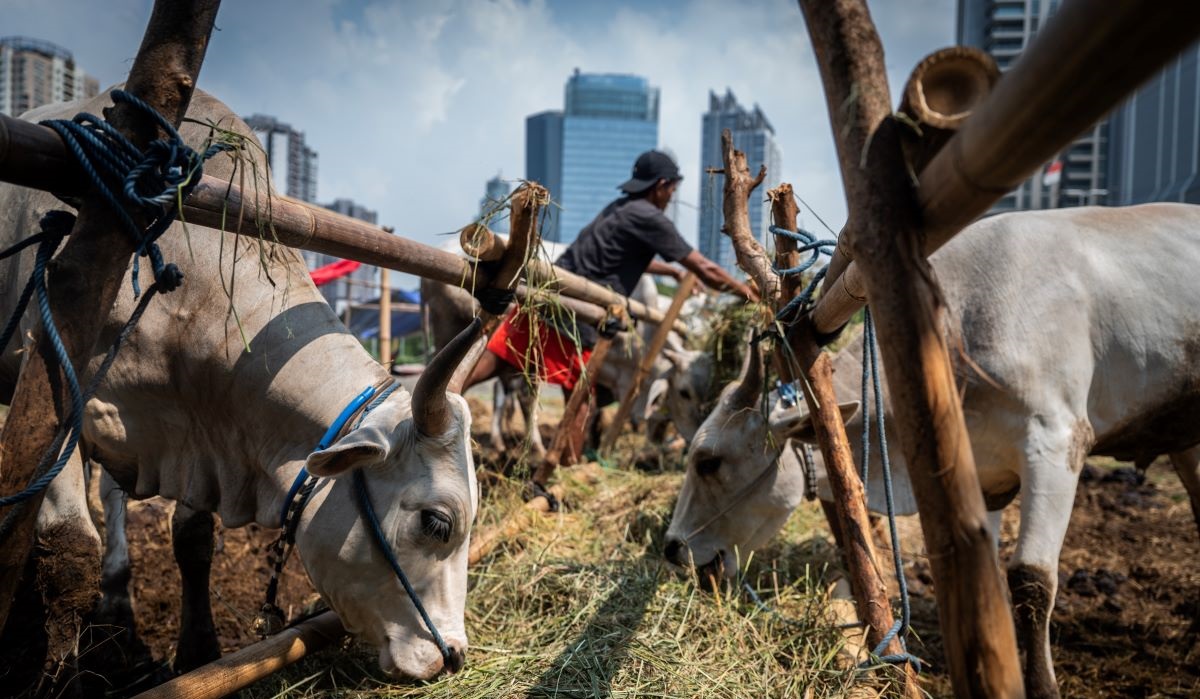 Seorang pedagang memberi makan sapi kurban yang dijual di kawasan Kuningan, Jakarta, Jumat (7/6/2024).