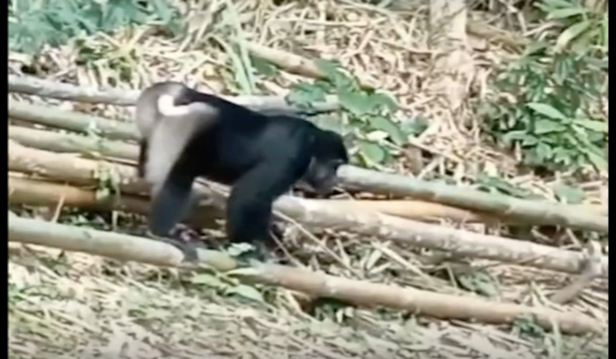 Kere endemik Sulawesi masuk ke dalam permukiman warga