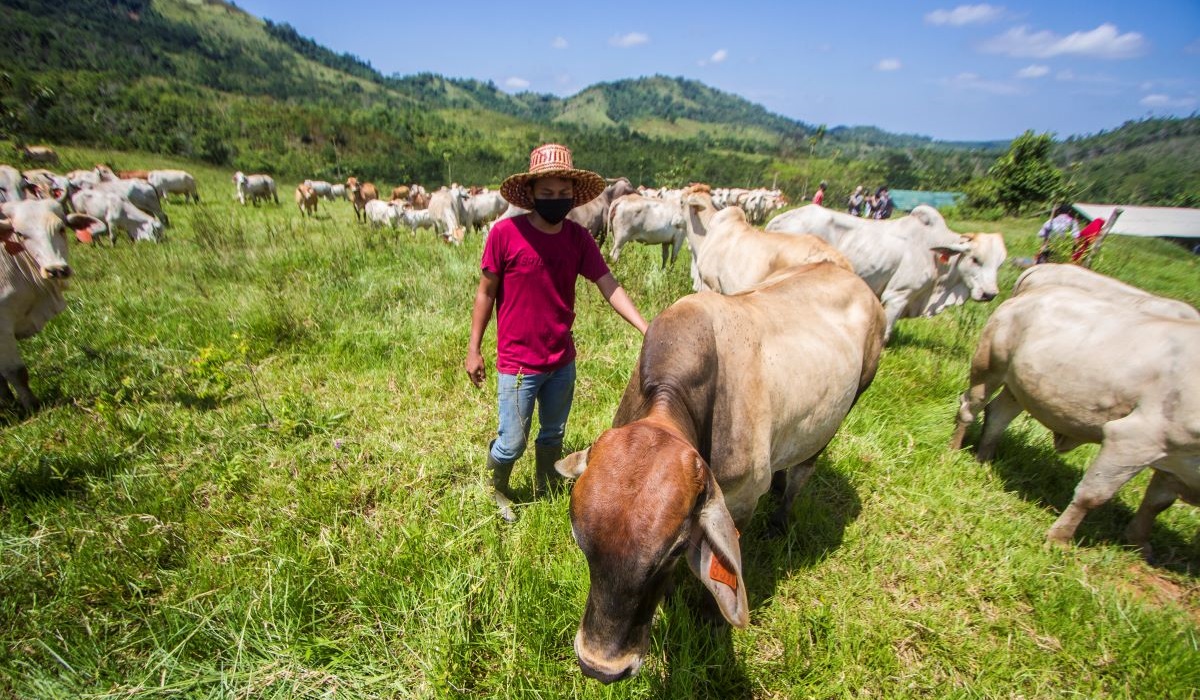 Sapi di Kalimantan Selatan.