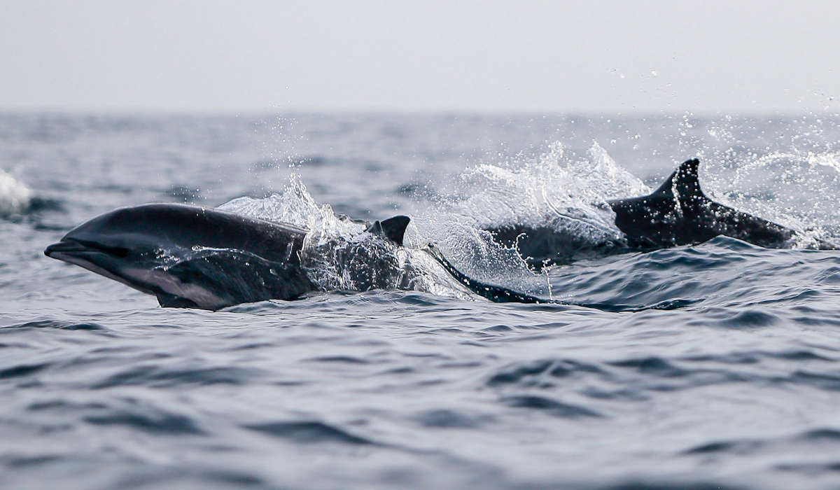 Ilustrasi: sekelompok lumba-lumba (Stenella longirostris) muncul ke permukaan air laut 