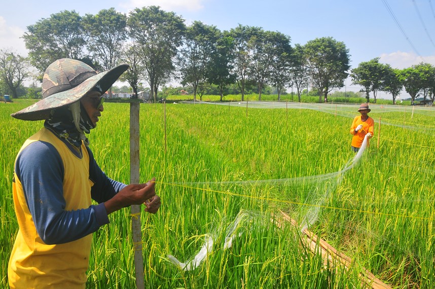 Petani memasang jaring penghalau hama burung pipit pada tanaman padi di persawahan Desa Tanjungrejo, Jekulo, Kudus, Rabu (26/6/2024).
