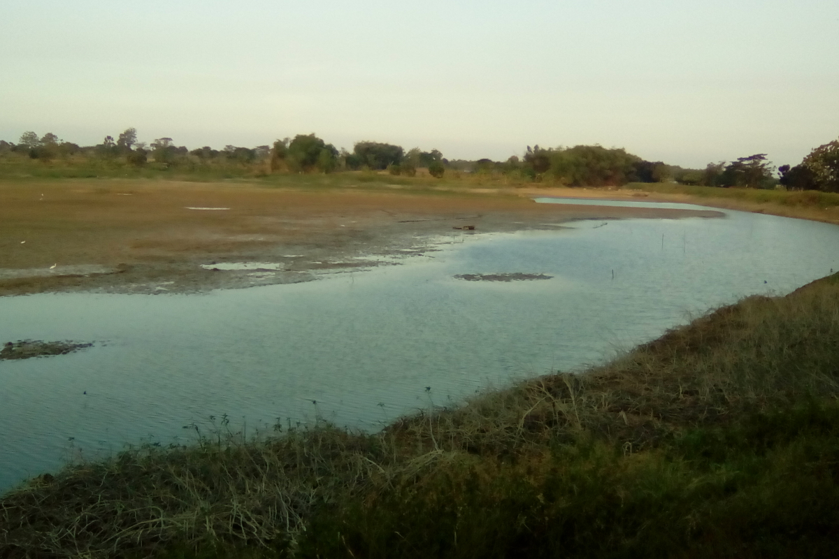 Debit sejumlah waduk dan embung di kawasan pantura Kabupaten Lamongan, Jatim, menurun drastis dalam sebulan terakhir. Ini karena cuaca ekstr