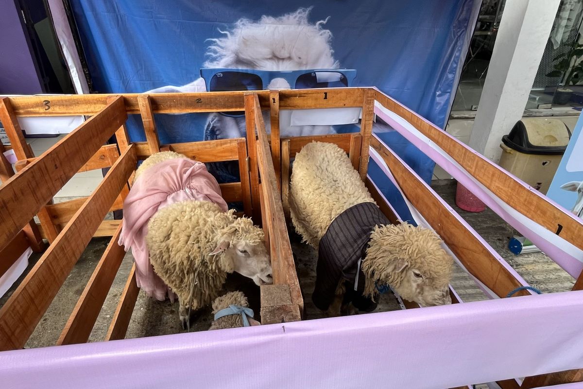 Kambing berbusana di gerai Ethica Store