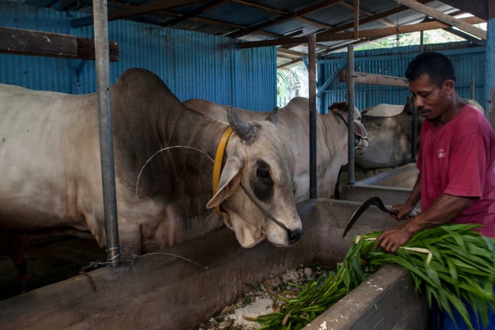 Ilustrasi hewan kurban