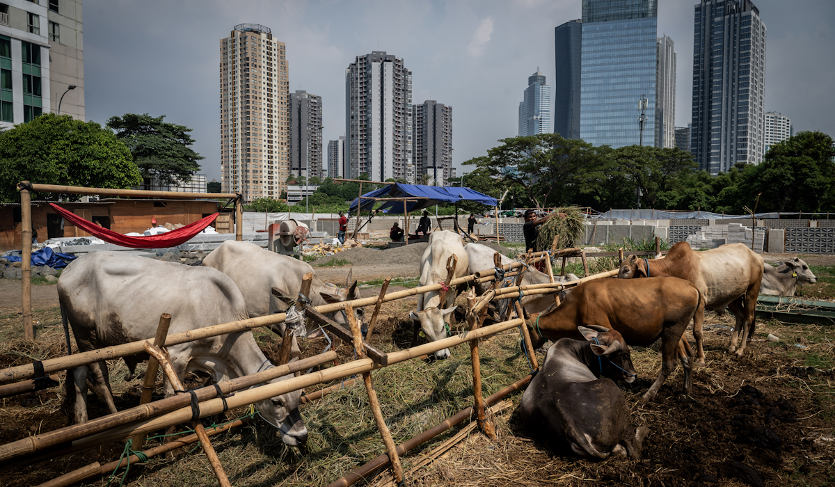 Seorang pedagang memberi makan sapi kurban yang dijual di kawasan Kuningan, Jakarta 