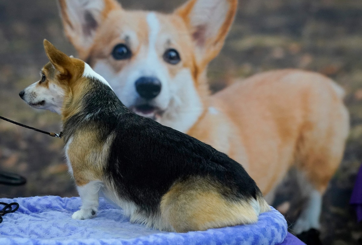 Pada 4 Juni, para pecinta anjing ras Corgi merayakan Hari Corgi Internasional. 