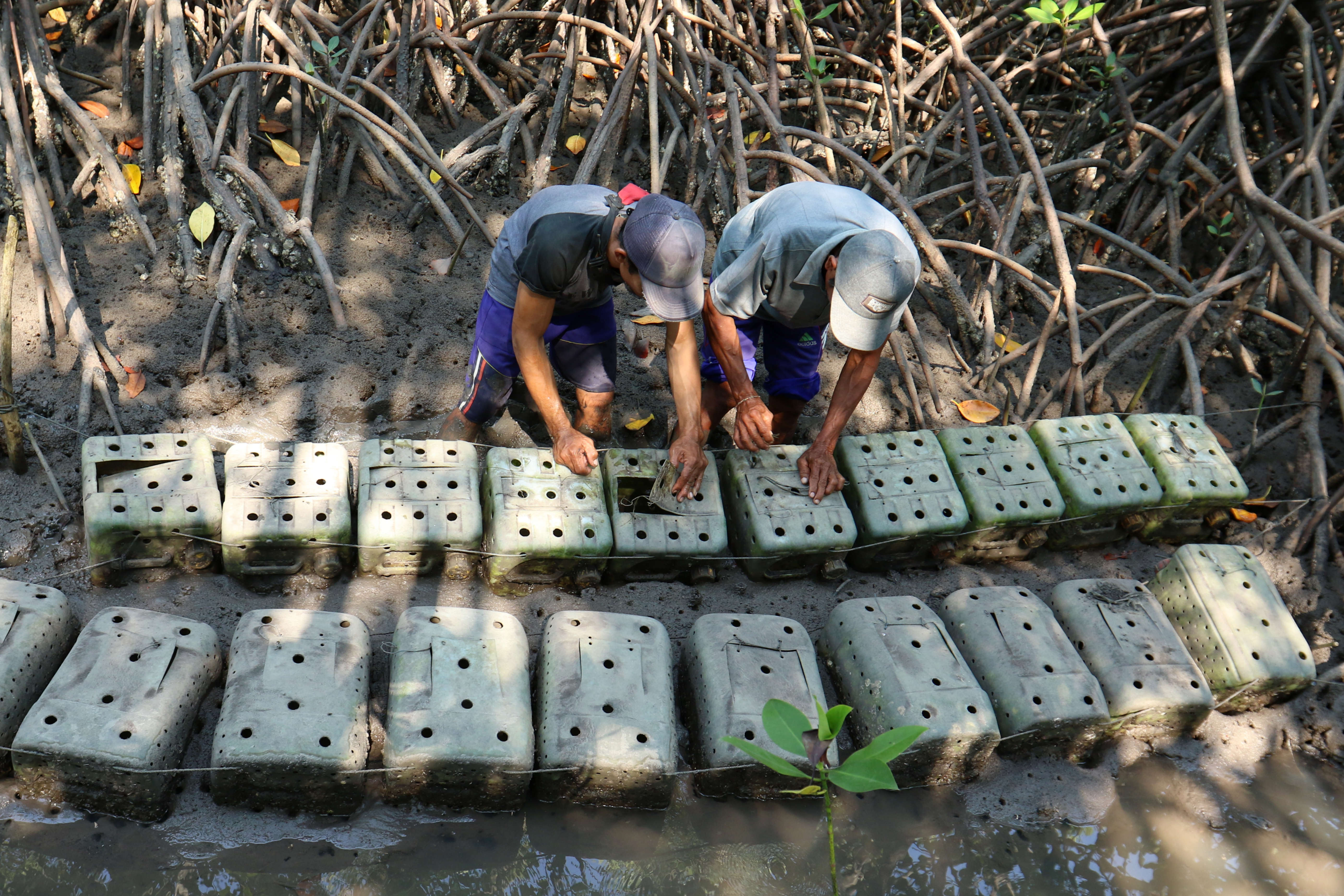 Warga Kelompok Usaha Perhutanan Sosial (KUPS) Tuan Krab mengecek jerigen isi kepiting bakau di Tegaldelimo, Banyuwangi, Jumat (27/10/2023)