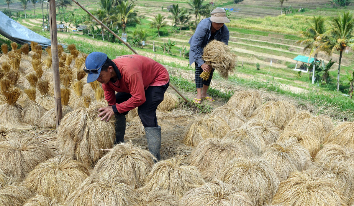 Petani menjemur padi beras merah saat masa panen raya di Desa Jatiluwih, Tabanan, Bali.