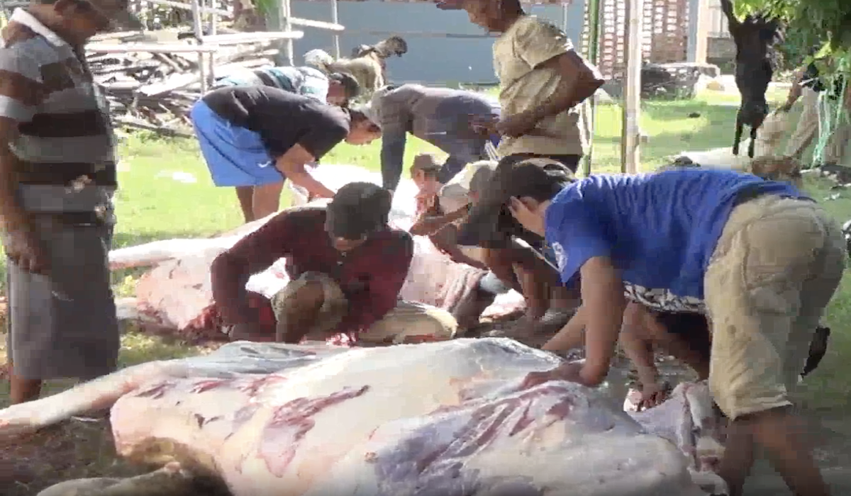 Sapi kurban ditemukan cacing pita