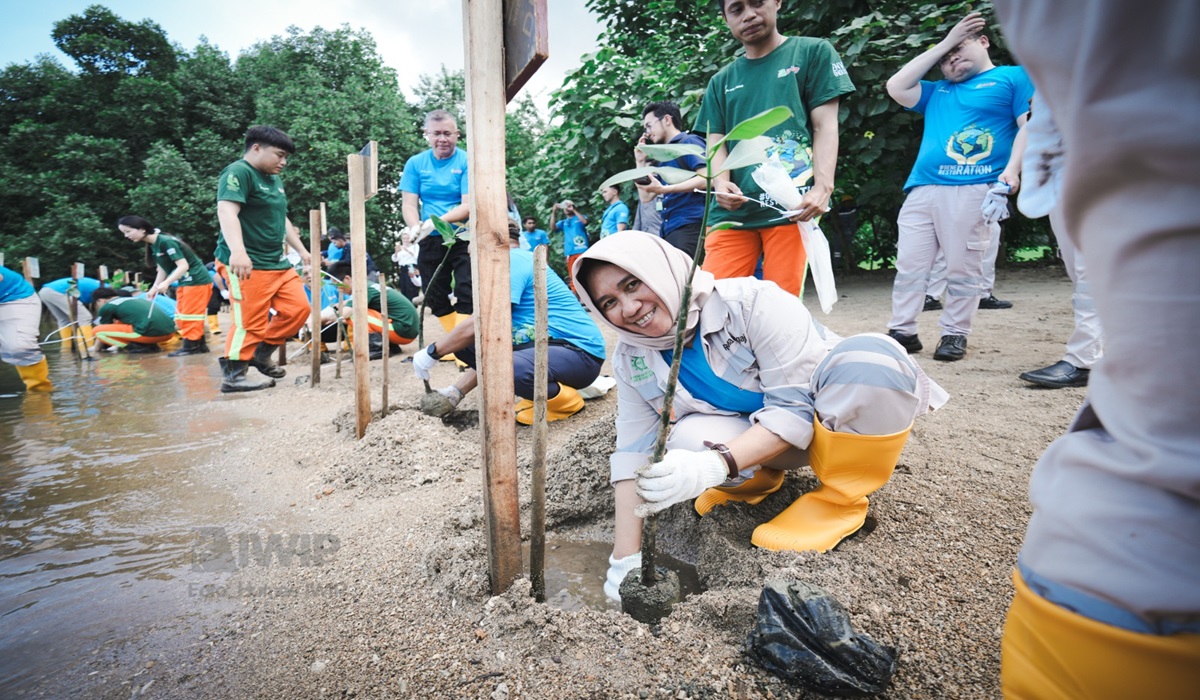 Aksi penanaman mangrove di Tanjung Ulie, Halmahera Tengah, Maluku Utara.