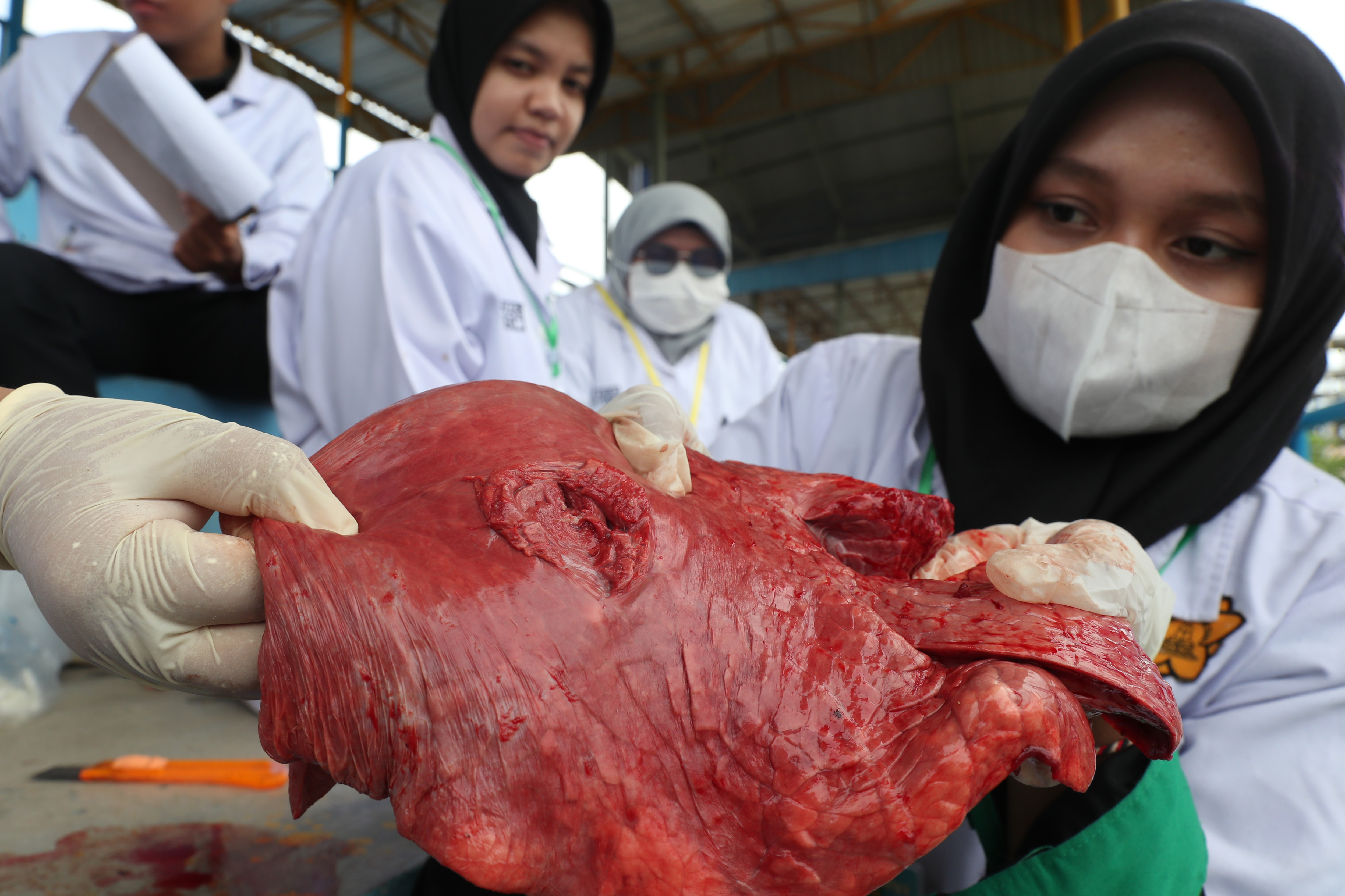 Mahasiswa fakultas Kedokteran Hewan Universitas Syiah Kuala (USK) yang tergabung dalam tim pemeriksaan kesehatan hewan kurban Idul Adha 2024