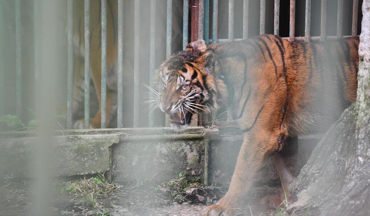 Puti Malabin, harimau sumatra yang dilepasliarkan di landscape Rimbang Baling Provinsi Sumatera Barat, pada Jum'at (28/6).