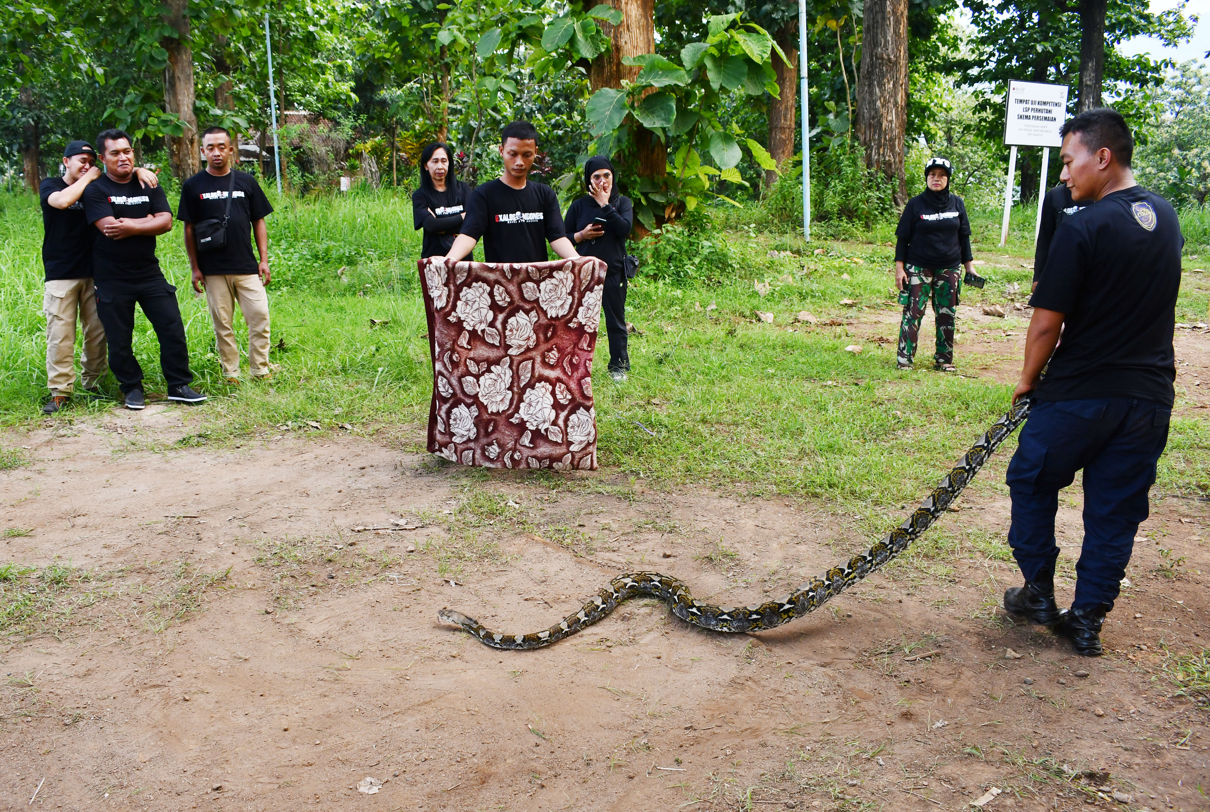 (Diklat) Snake Rescue saat penangkapan ular piton di Bumi Perkemahan Jati Aren, Kabupaten Madiun, Jawa Timur, Minggu (11/12/2022).