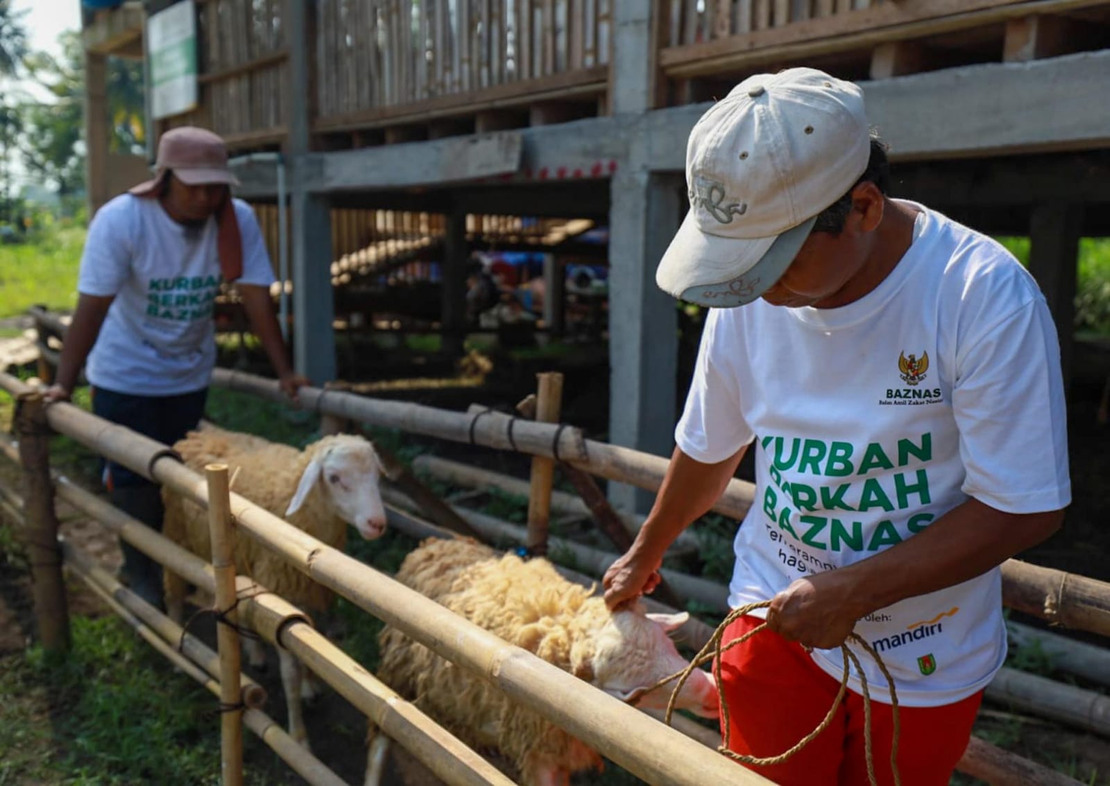 Pengumpulan Kurban Berkah BAZNAS Capai Ribuan Hewan 