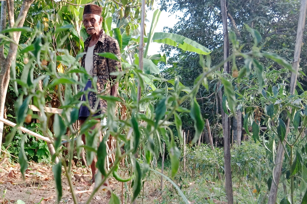 Pemilik lahan cabai merah sedang memperhatikan tanaman cabai merah yang gagal panen di Desa Blang Garot, Kecamatan Indrajaya, Kabupaten Pidi