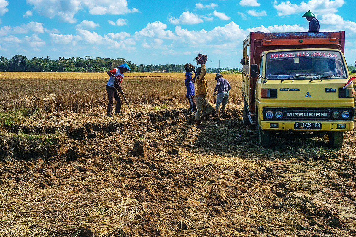 Sejumlah pekerja mengambil tanah sawah yang mengering ke dalam truk di Desa Adipala, Kecamatan Adipala, Cilacap, Jawa Tengah.