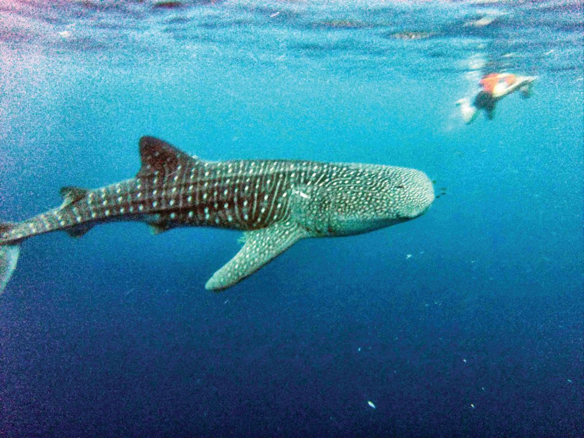 Aktivitas ikan whale shark (hiu paus) di Kwatisore, Taman Nasional Teluk Cendrawasih, Papua Barat, (18/01/2015).