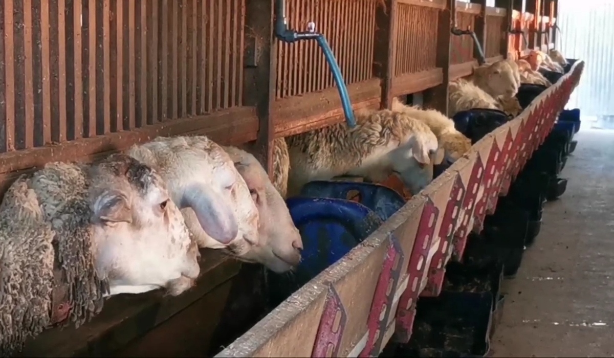 Ilustrasi, hewan kurban.