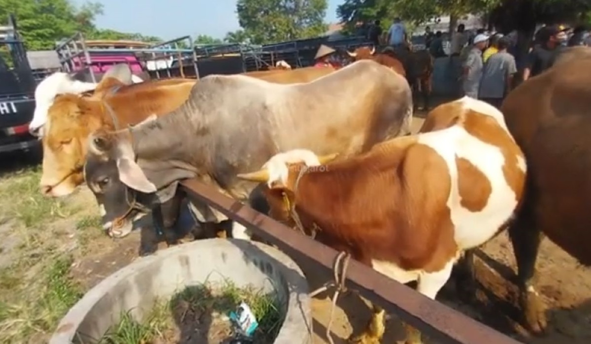 Warga Gunungkidul Tewas Diseruduk Sapi untuk Kurban