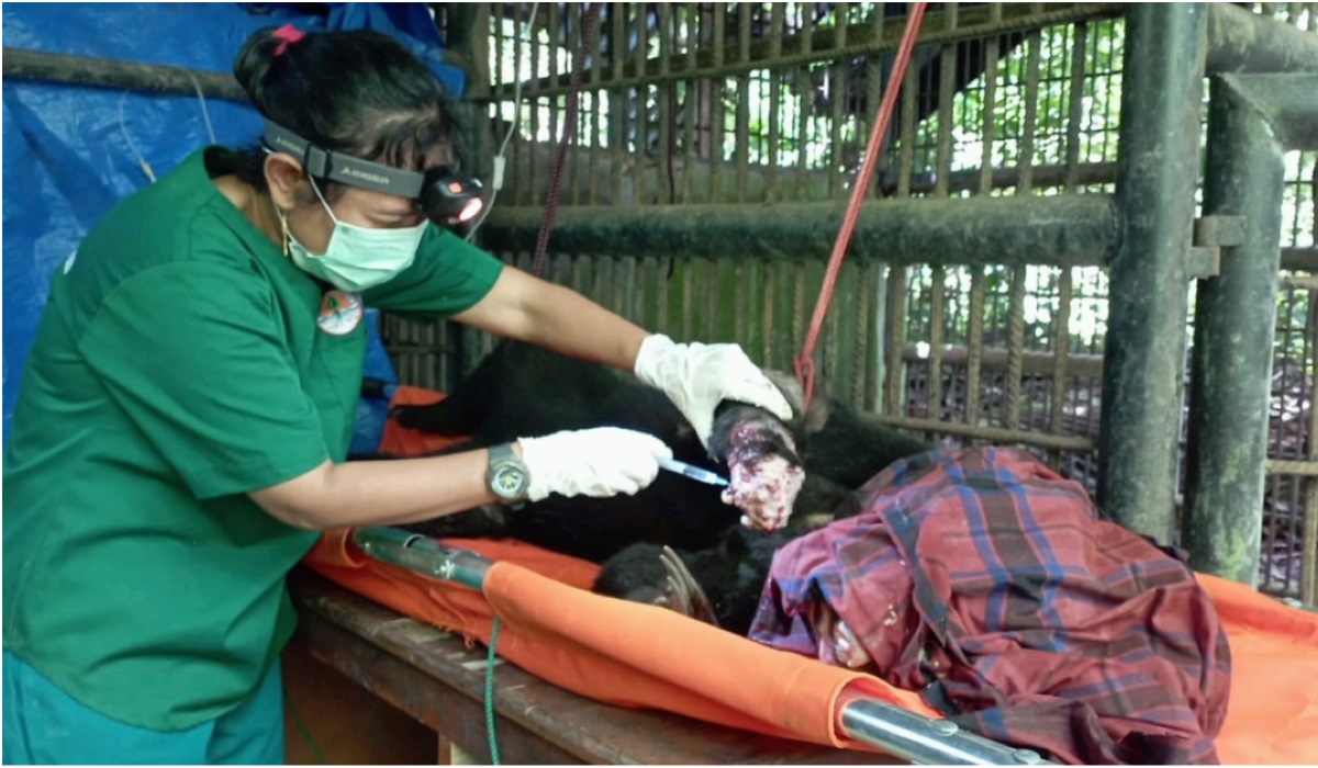 Tim kedokteran hewan Balai Konservasi Sumber Daya Alam (BKSDA) Bengkulu melakukan amputasi terhadap tangan kanan induk beruang madu.