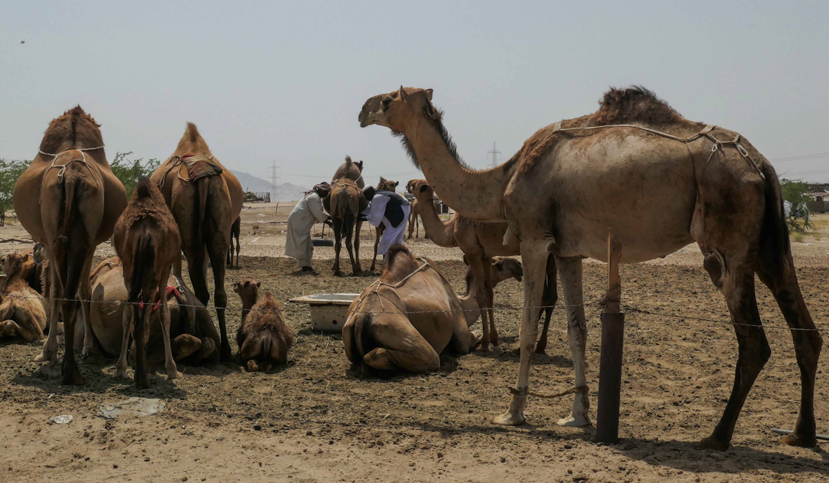 Dua pekerja memerah susu unta di kawasan peternakan susu unta Udaibiyah, Arab Saudi 