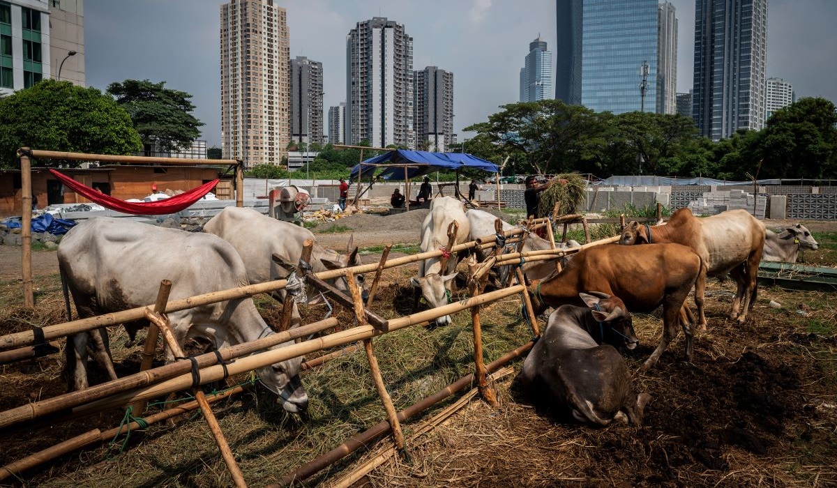 Seorang pedagang memberi makan sapi kurban yang dijual di kawasan Kuningan, Jakarta, Jumat (7/6/2024).