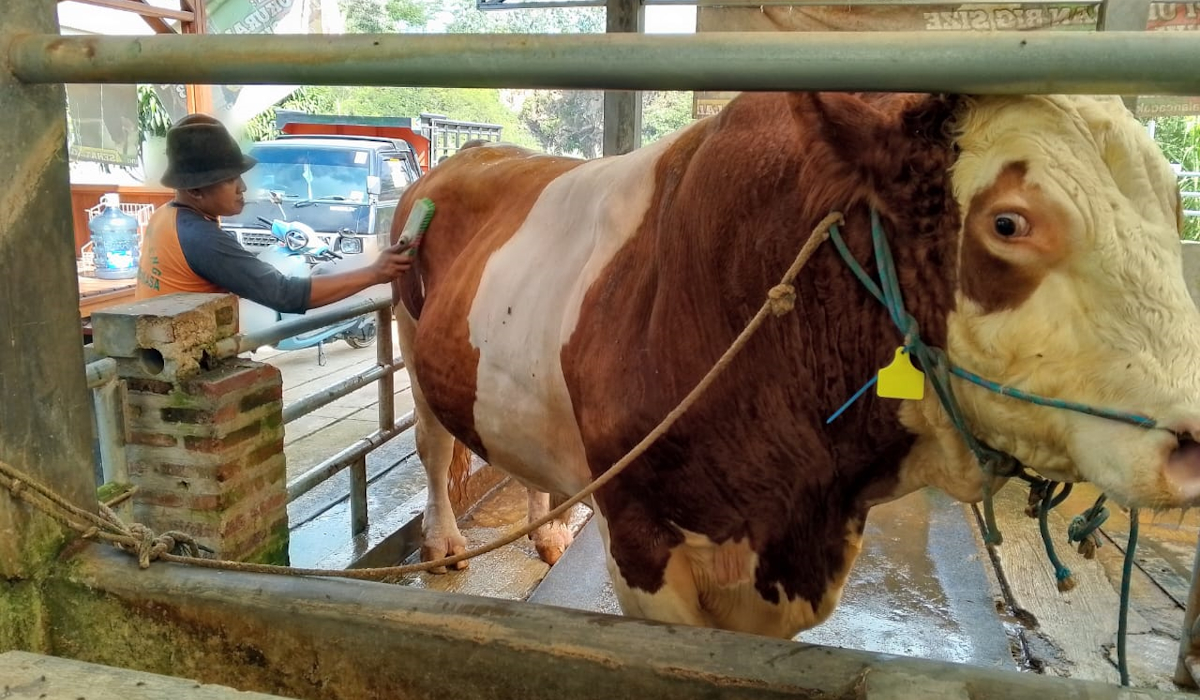 Sapi seberat 1 ton 80 kg milik peternak yang dibeli Presiden Jokowi 