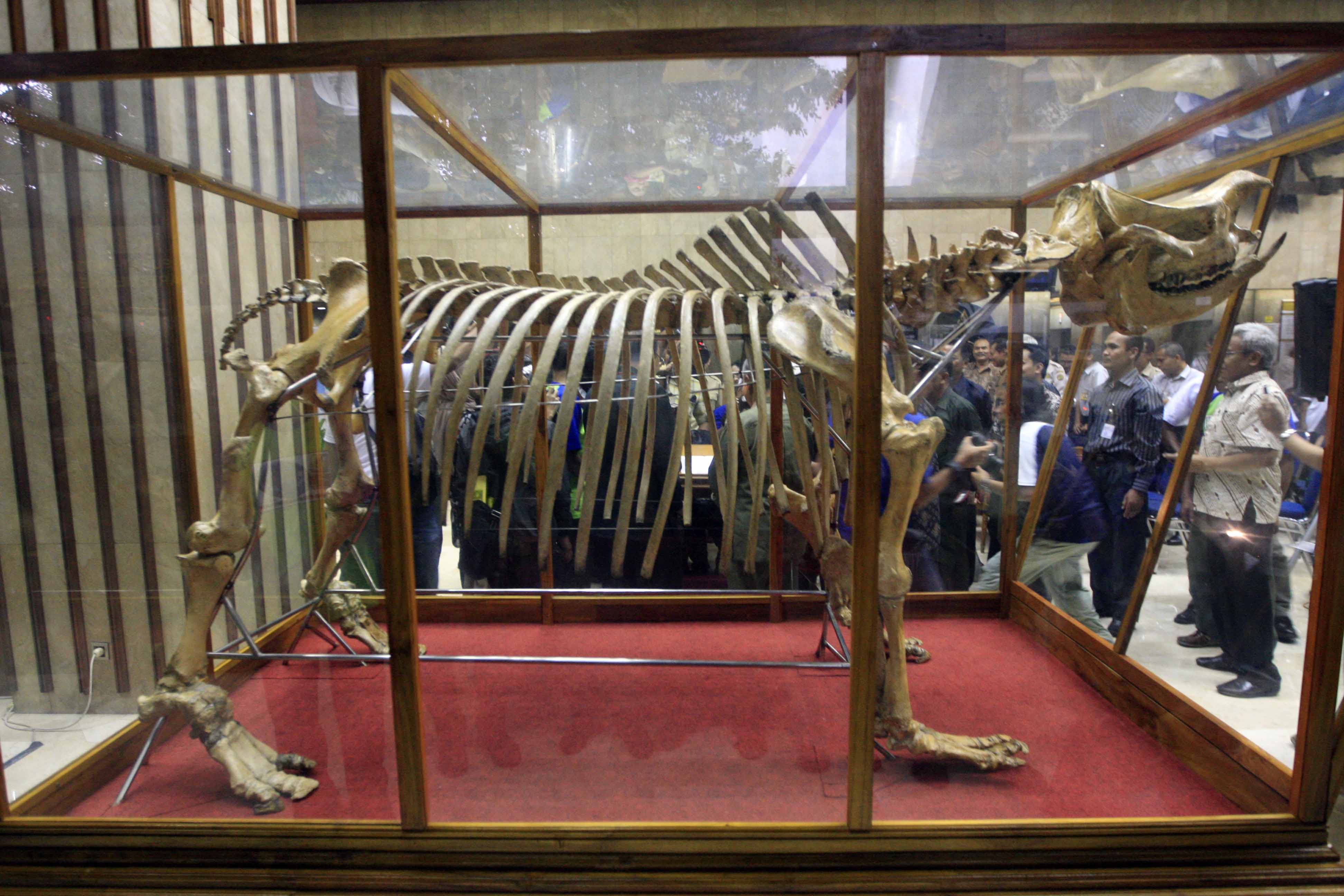 ilustrasi : kerangka Badak Jawa atau Bada Bercula-satu 