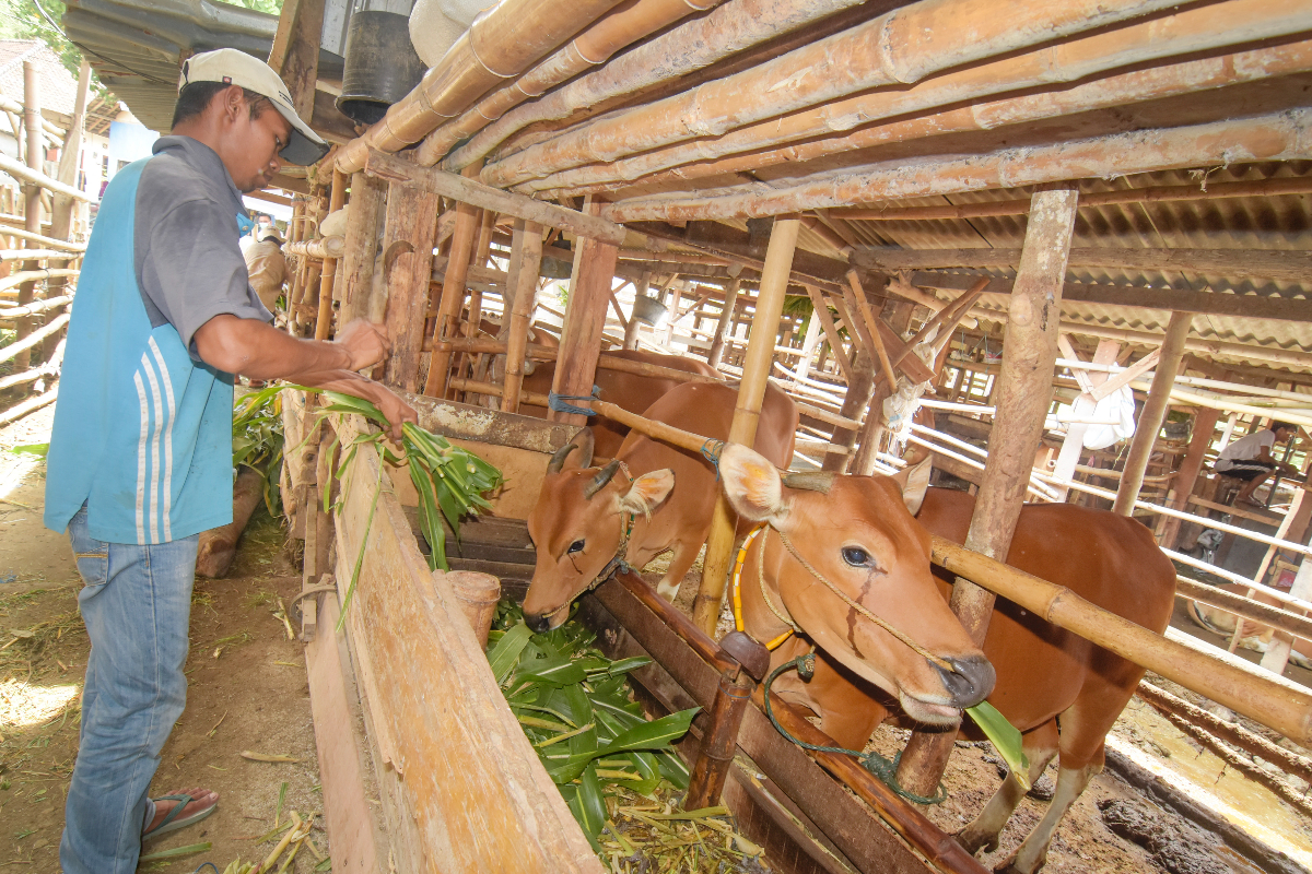 Peternak memberi makan sapi miliknya di kandang penggemukan sapi Reyan Baru di Kecamatan Gerung, Lombok Barat, NTB