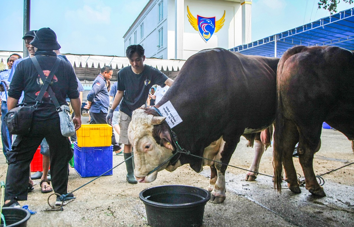 Gubernur ABN NasDem, Mayjen TNI (Purn) IGK Manila, menyatakan pada Idul Adha 1445 H, Partai NasDem mengurbankan 27 sapi dan 25 kambing