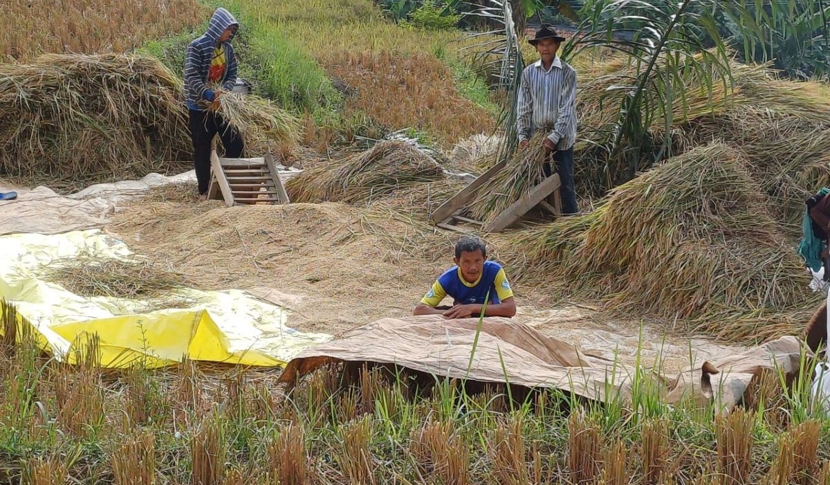 Petani mengembangan padi yang tahan kurang air di saat musim kekeringan yakni jenis padi gogo.