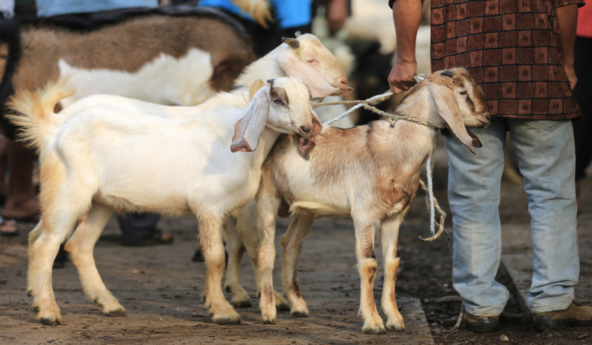 Tips Mudah Menabung untuk Kurban di Hari Raya Idul Adha, Bisa Juga lewat BRImo Loh!