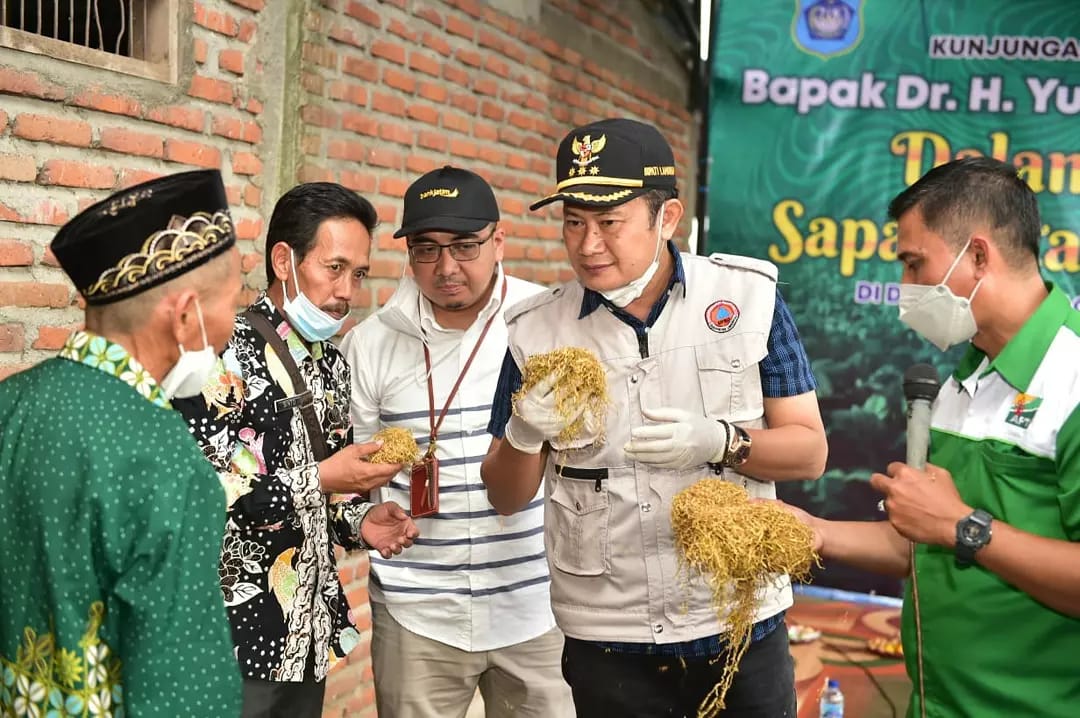 Bupati Lamongan, Yuhronur Efendi memantau proses pengolahan daun tembakau