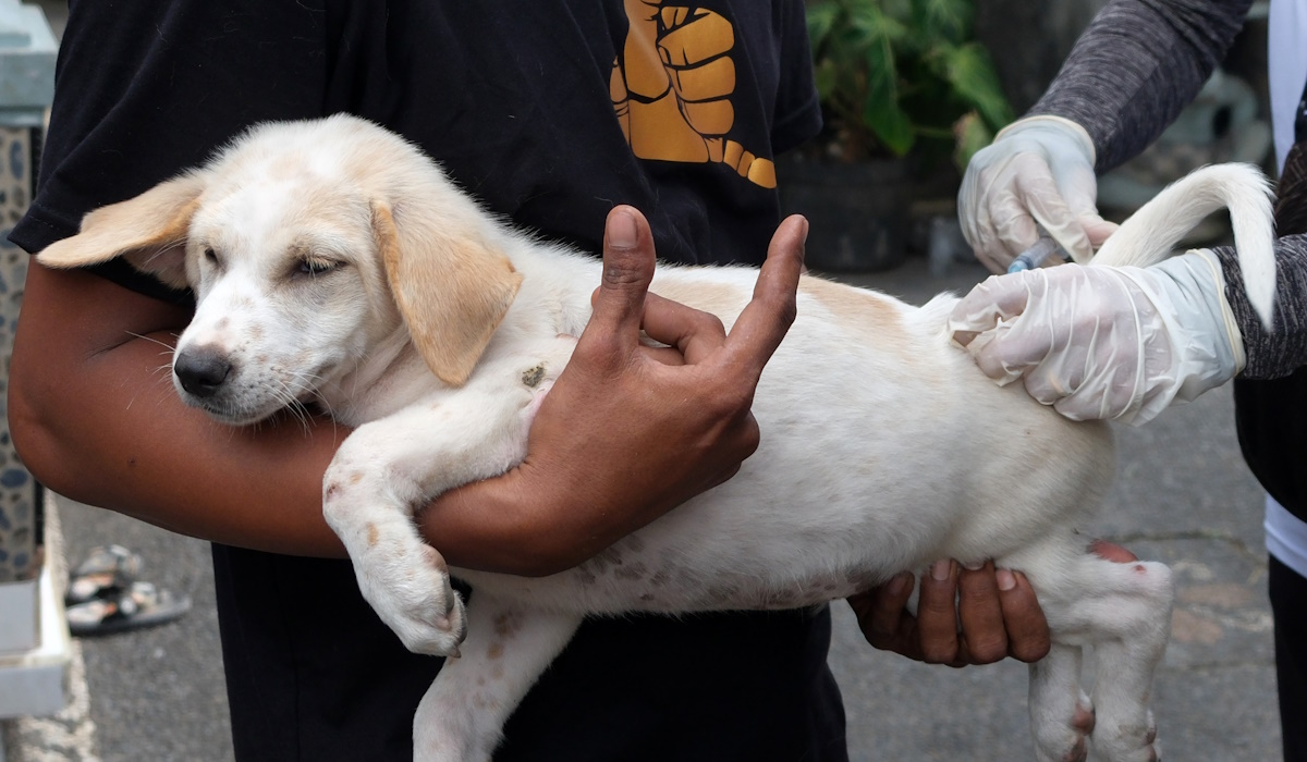 Ilustrasi: petugas menyuntikkan vaksin anti rabies terhadap seekor anjing 