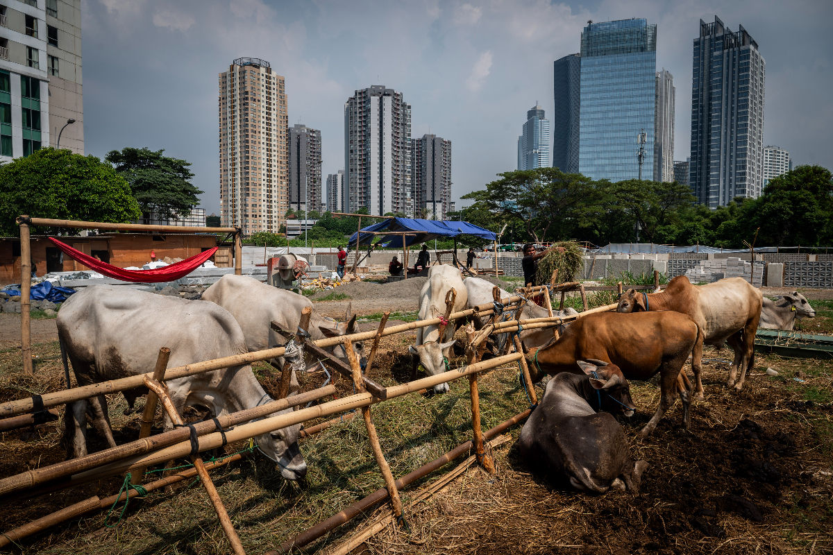 Seorang pedagang memberi makan sapi kurban yang dijual di kawasan Kuningan, Jakarta