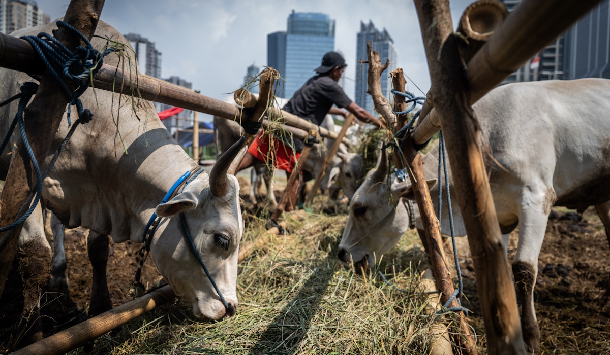 Seorang pedagang memberi makan sapi kurban yang dijual di kawasan Kuningan, Jakarta 