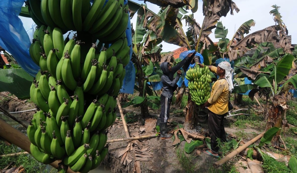 Pekerja memanen buah pisang Cavendish di lahan pertanian Bendosari, Sawit, Boyolali, Jawa Tengah, Rabu (15/12/2021).