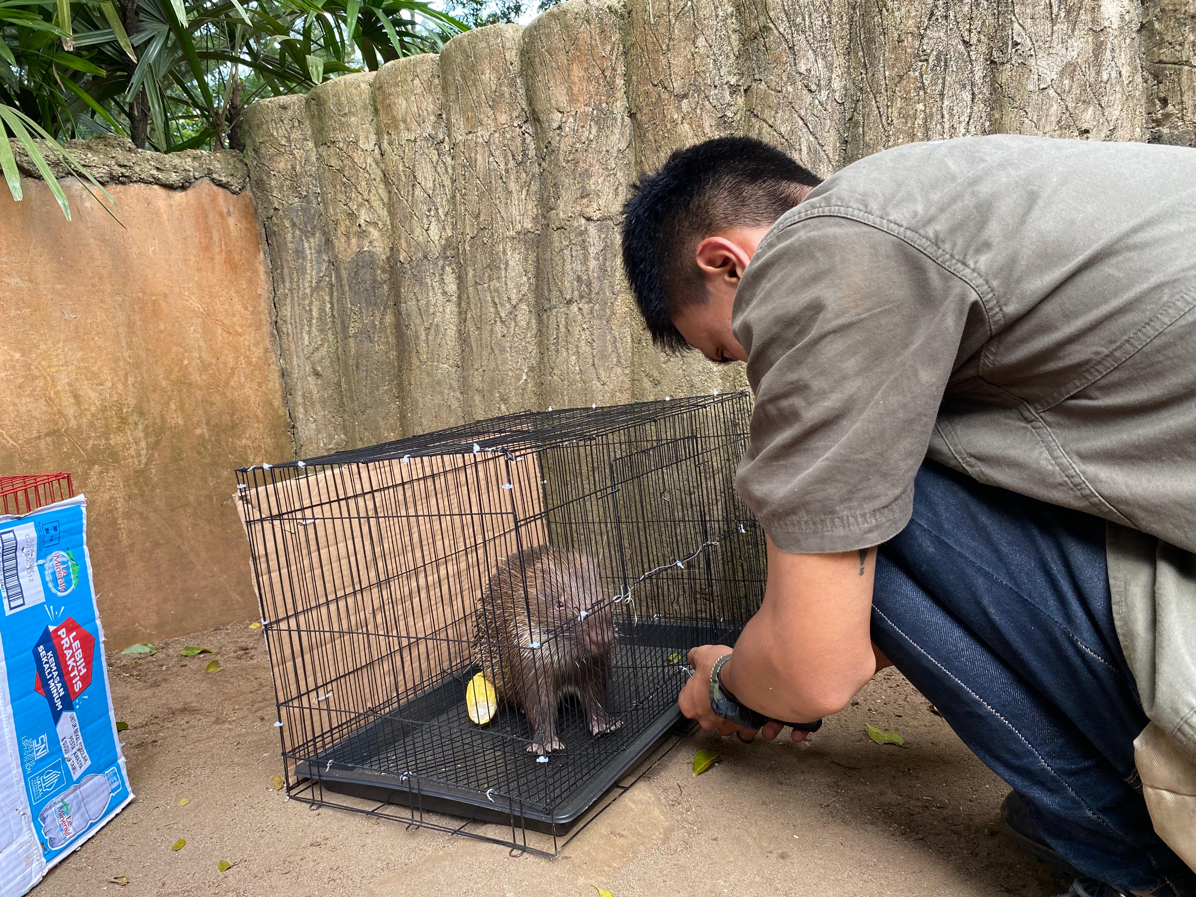 Petugas Bandung Zoo menyiapkan pelepasliaran landak jawa. 