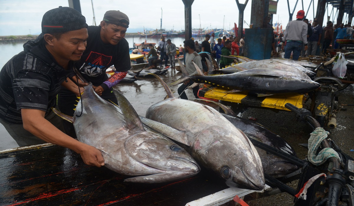 Pekerja memindahkan ikan tuna sirip kuning di terminal bongkar muat Pelabuhan Perikanan Samudera (PPS), Lampulo, di Banda Aceh, Aceh.