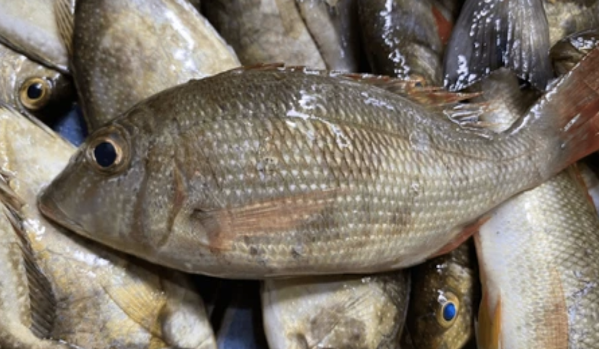 Manfaat mengonsumsi ikan Baronang