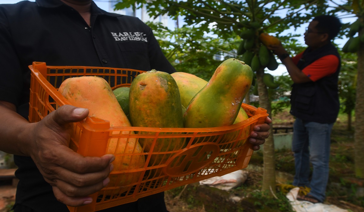 Ilustrasi--Sejumlah warga memanen buah pepaya california (Carica papaya) di kebun mereka di Karet Tengsin, Tanah Abang, Jakarta.